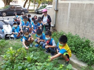 食農教育往下紮根-公托及幼兒親近菜園好處去